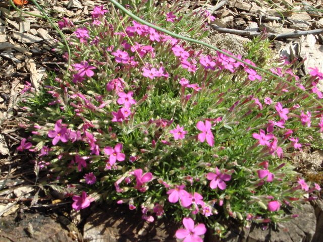 Phlox douglasii 'Crackerjack'